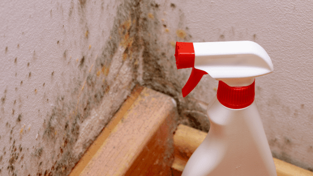 sanitize-affected-flood-damage