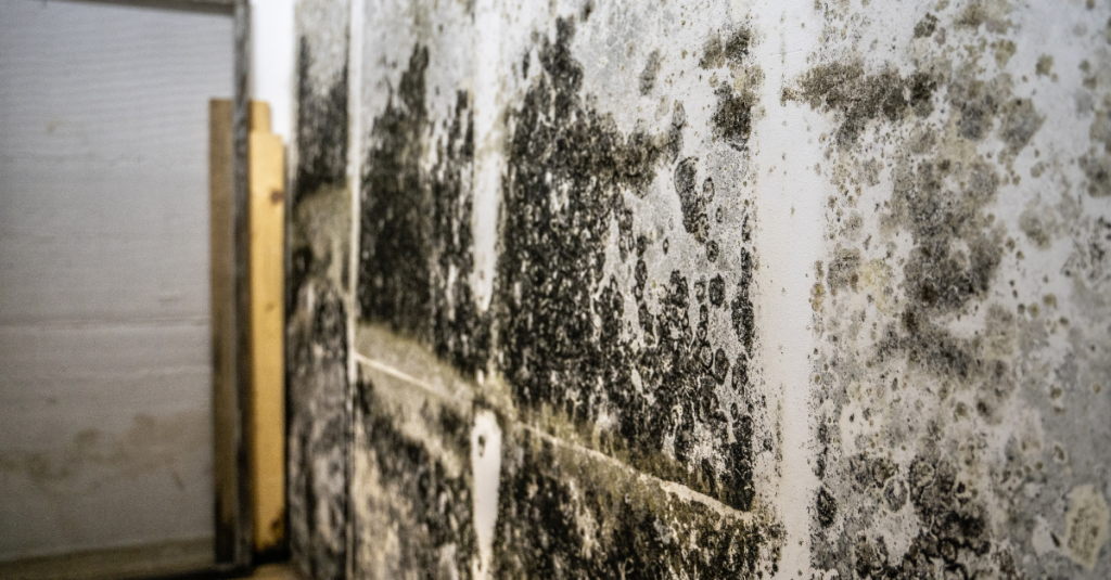 Mold Removal