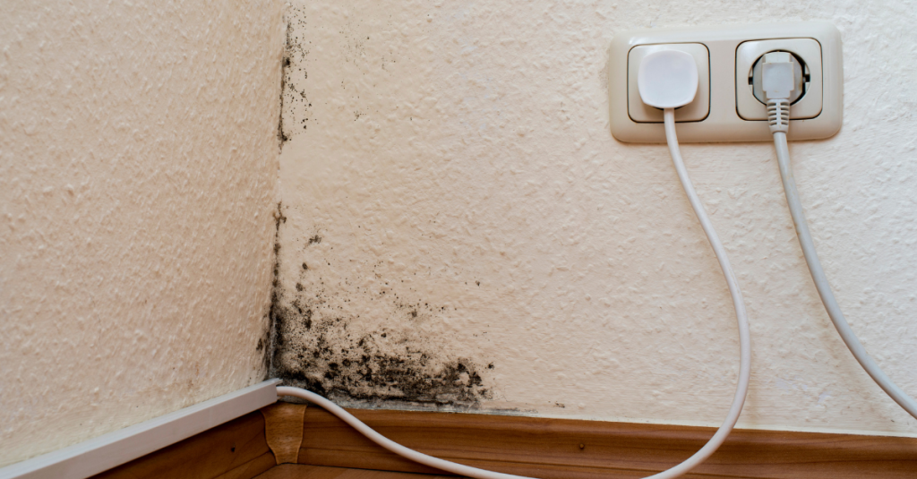 Mold Remediation