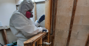Mold Removal