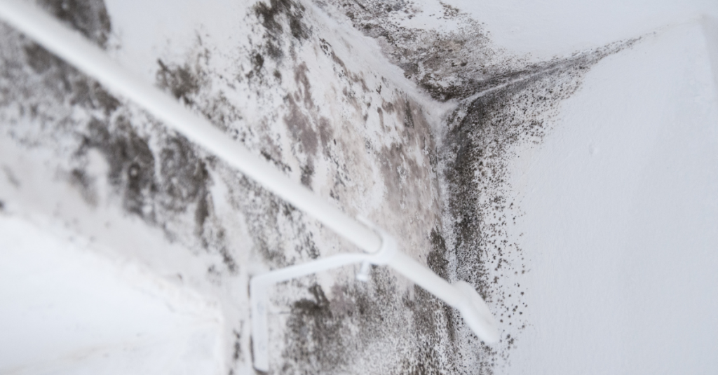Mold Odor Removal