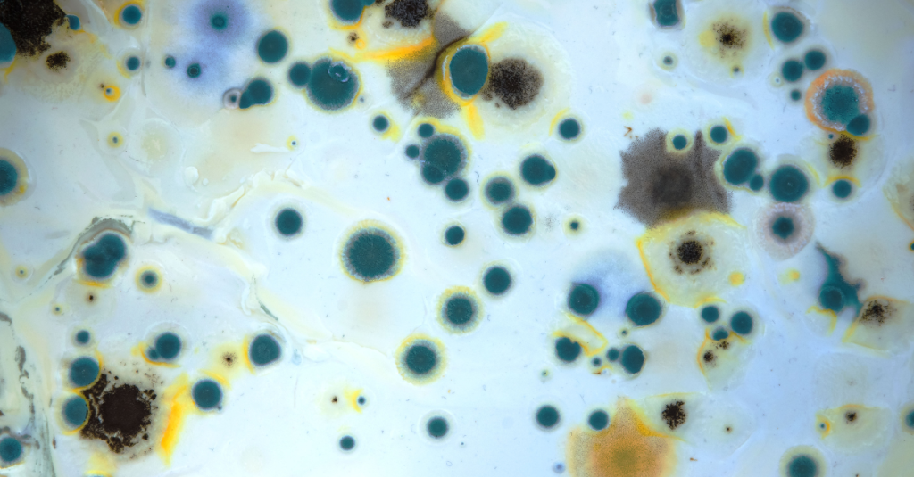 Mold Remediation