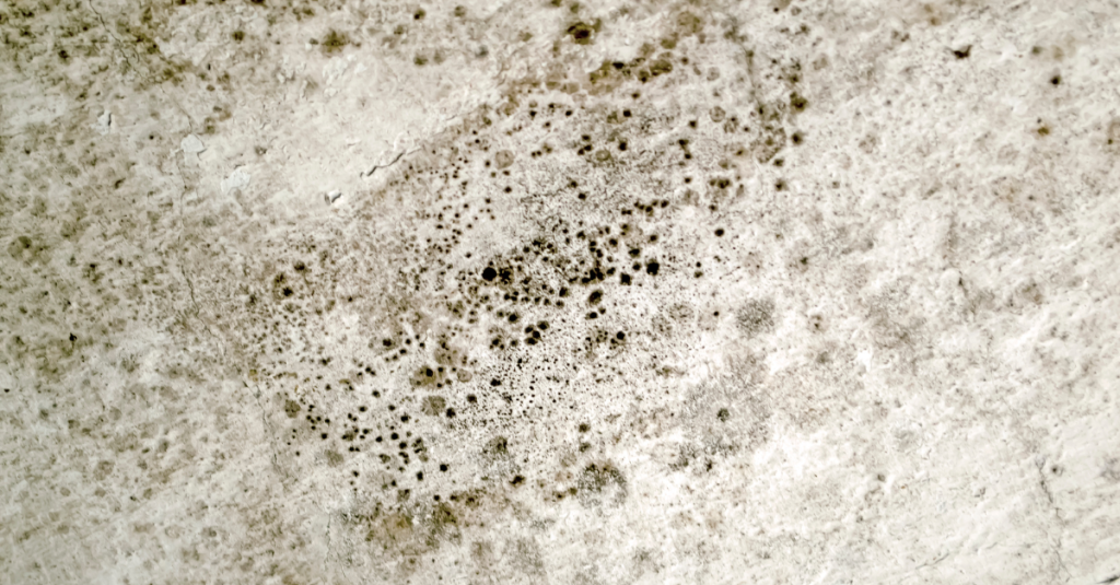 Black Mold Remediation