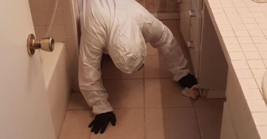 Professional Mold Cleanup