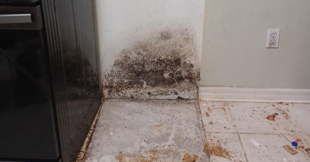 Mold Damage Repair
